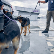Illegal Searches in Criminal Defense